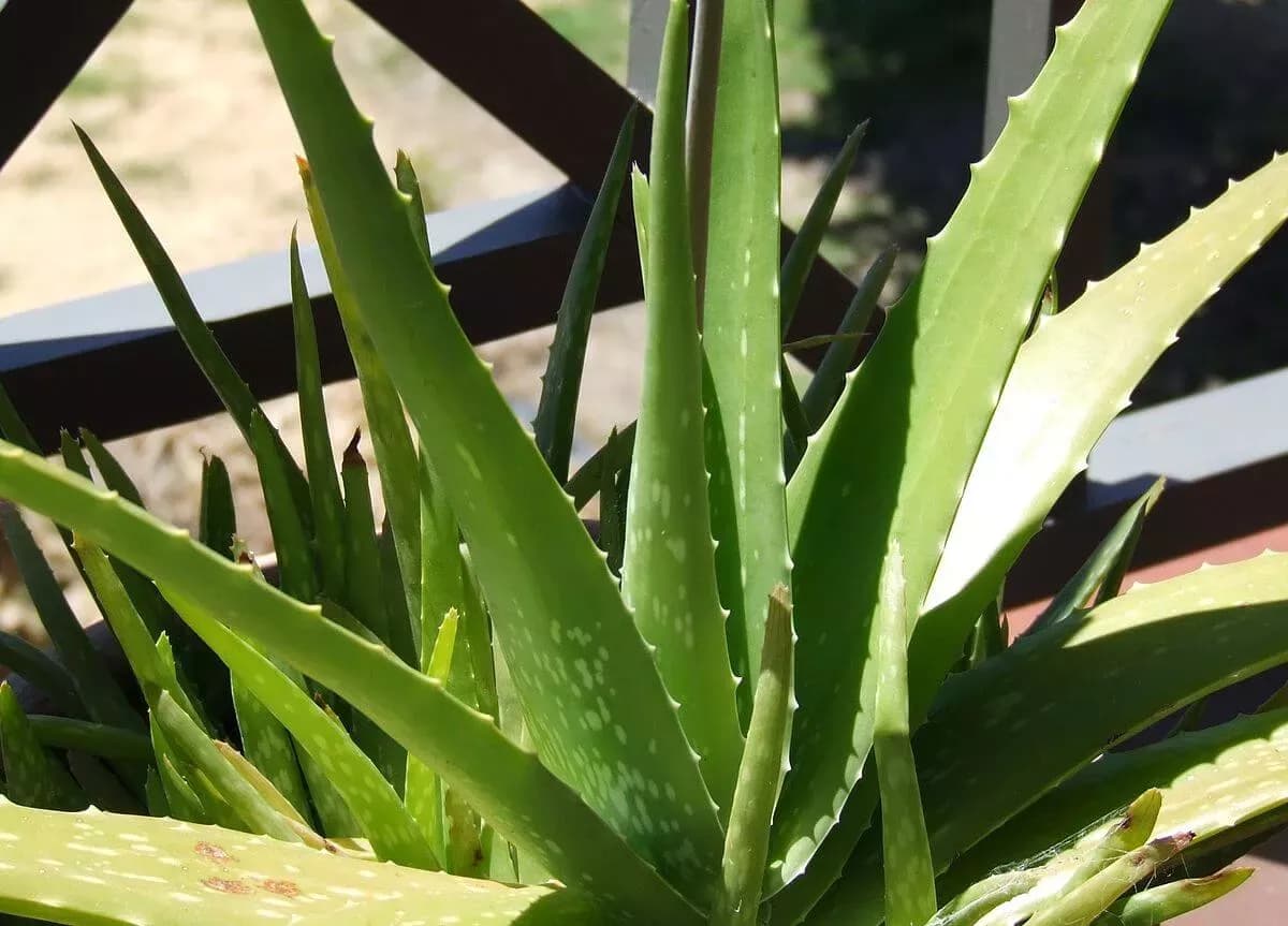 Wie Aloe Vera Forever Lips Ihren Erfolg als Forever Living Distributor steigert