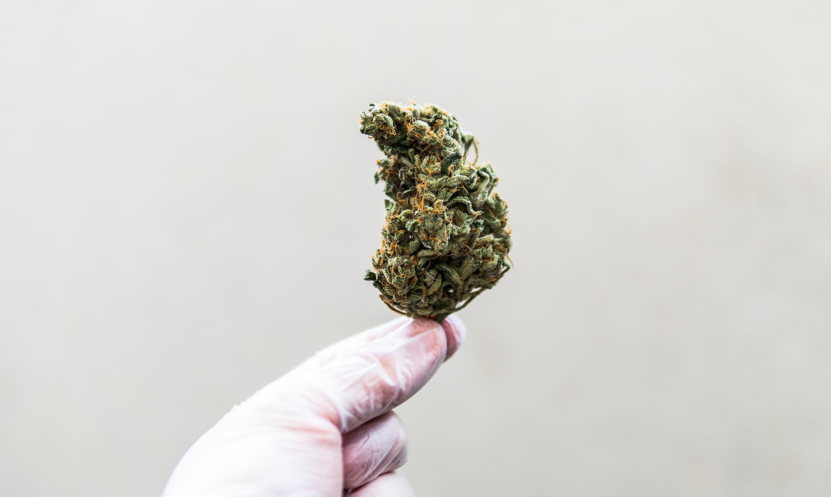 Die besten Strains und Marihuanasamen für 2025