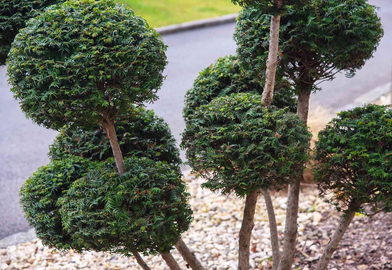 Kleine Kugelbäume als Blickfang für moderne Gartenkonzepte